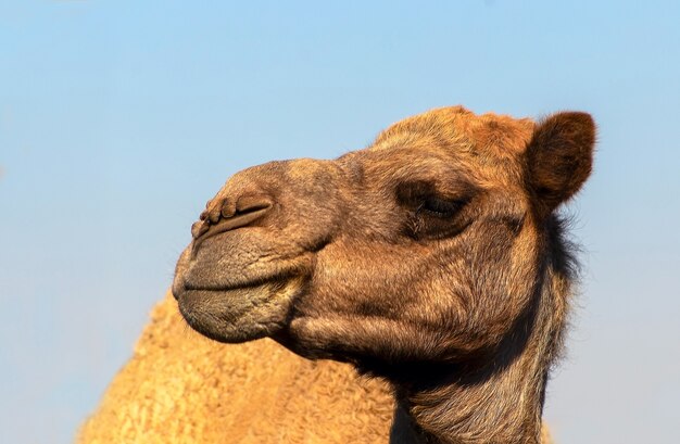 Chameau d'Afrique dans le désert du Namib. Gros plan drôle. Namibie, Afrique