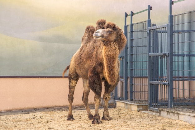 Chameau de Bactriane également connu sous le nom de chameau de Mongolie Il a deux bosses sur le dos