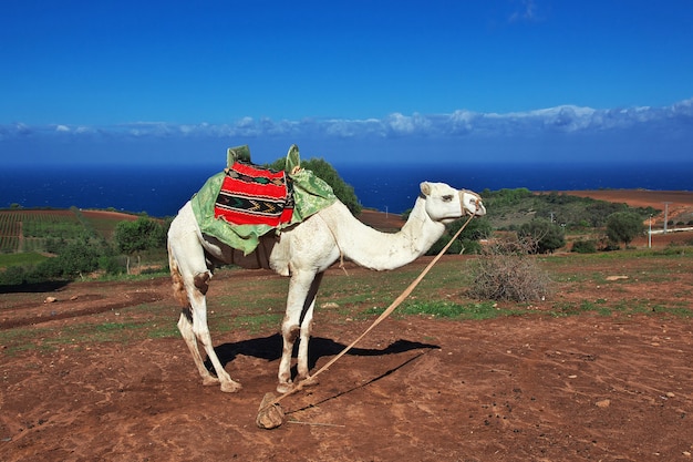 Chameau blanc sur la côte méditerranéenne en Algérie, en Afrique