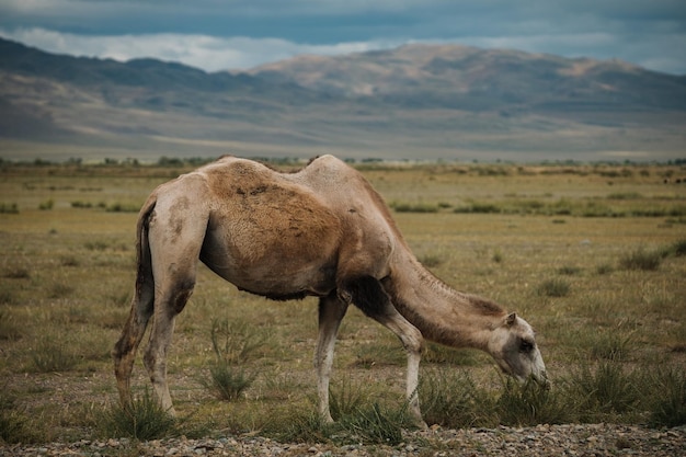 Un chameau broute dans la steppe des montagnes de l'Altaï