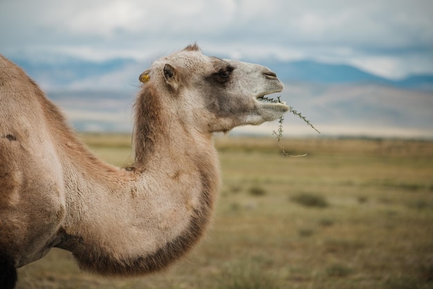 Un chameau broute dans la steppe des montagnes de l'Altaï