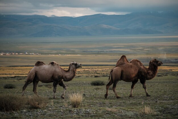 Photo un chameau broute dans la steppe des montagnes de l'altaï