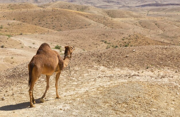 Chameau dans le désert du Néguev, Israël