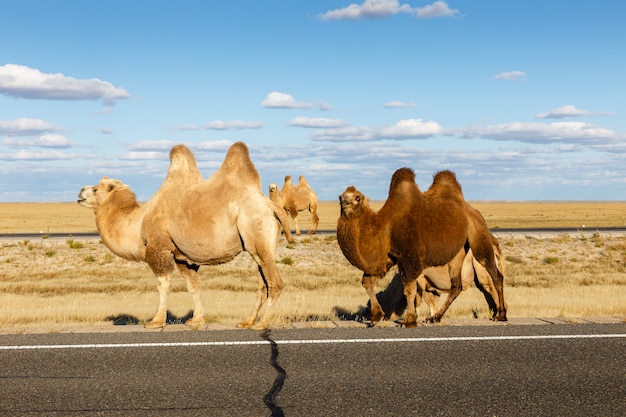 Photo chameau dans le désert de gobi, mongolie intérieure