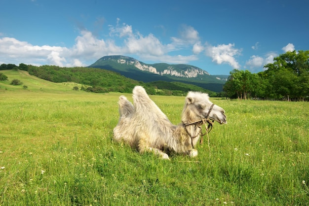 Chameau dans le pré de montagne