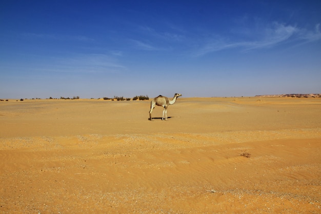 Photo chameau, dans, sahara, désert, soudan, afrique