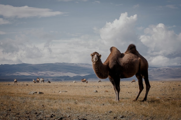 Chameau dans la steppe entre montagnes et nuages