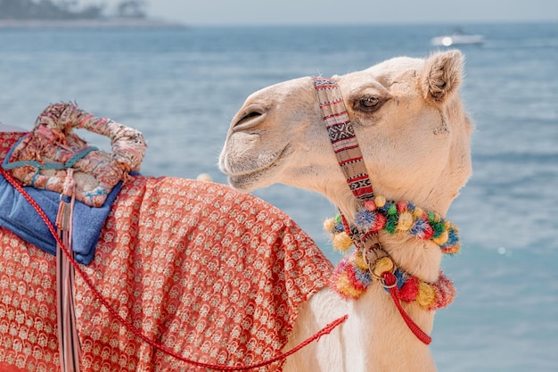 Un chameau décoré attend les touristes sur fond de mer Aventures de voyage en Arabie et en Afrique