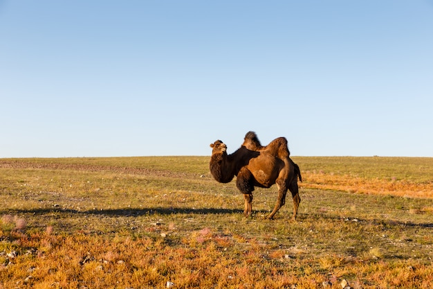 Un Chameau à Deux Bosses Marche Dans Le Désert De Gobi