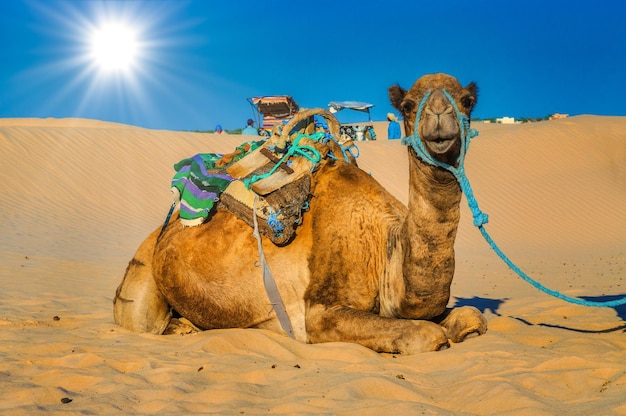 Chameau dromadaire dans le désert du sahara Tunisie Afrique