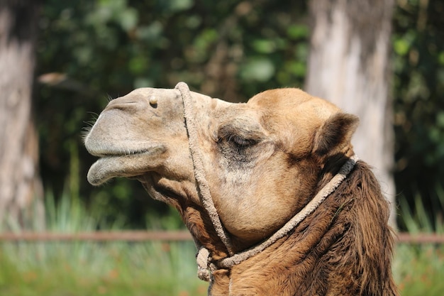 Un chameau est un ongulé eventoed du genre Camelus