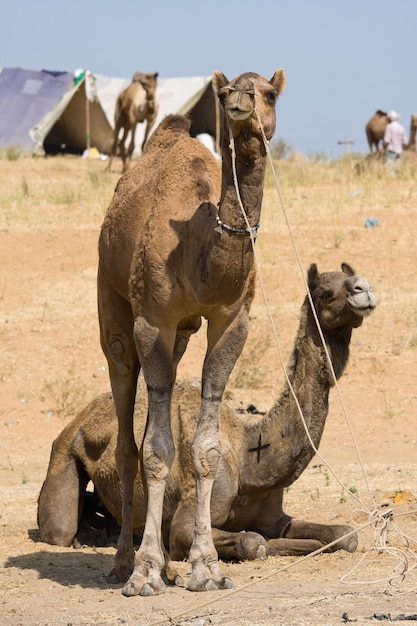 Chameau à la foire de Pushkar Pushkar Camel Mela Rajasthan Inde