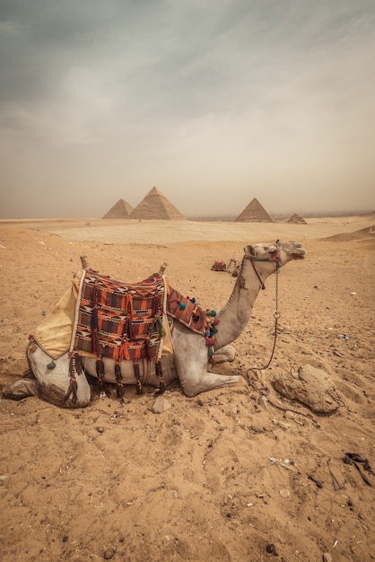 Un Chameau Avec Fond De Pyramides à Giza