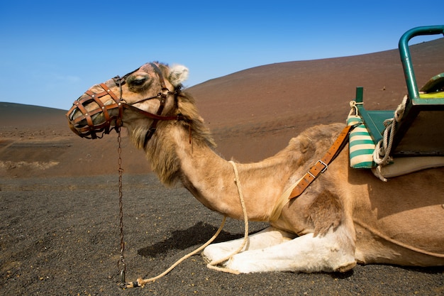 Chameau à Lanzarote dans les montagnes de feu Timanfaya