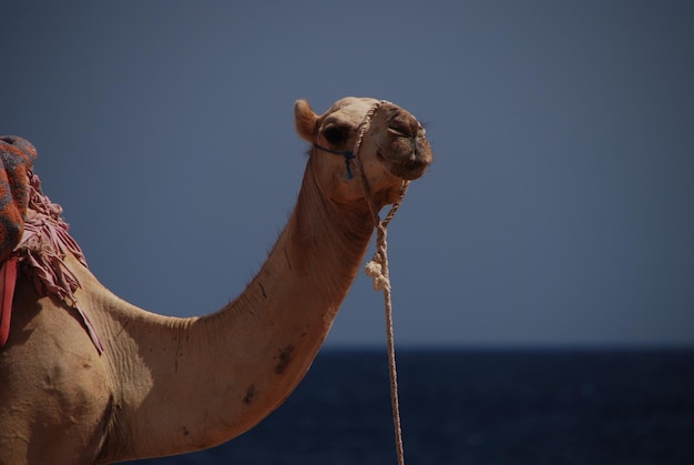 Chameau sur la plage en vacances en egypte avec horizon marin