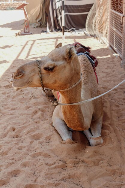 Un chameau pour l'équitation touristique dans le village folklorique du patrimoine à Abu Dhabi Emirats Arabes Unis