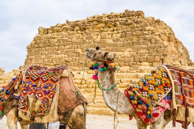 Chameau près des grandes pyramides de Gizeh en Égypte