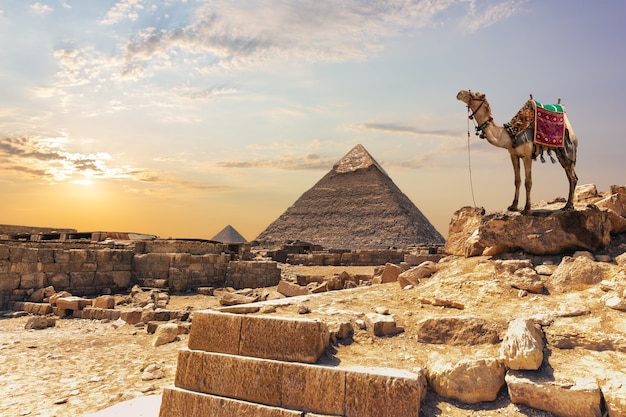 Un chameau près de la pyramide de Khafré à Gizeh, en Egypte.