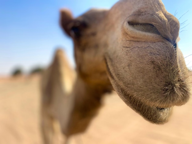 Un chameau regarde la caméra avec un ciel bleu en arrière-plan.