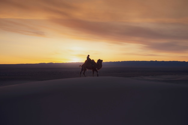 Chameau traversant les dunes de sable au lever du soleil, désert de Gobi en Mongolie.