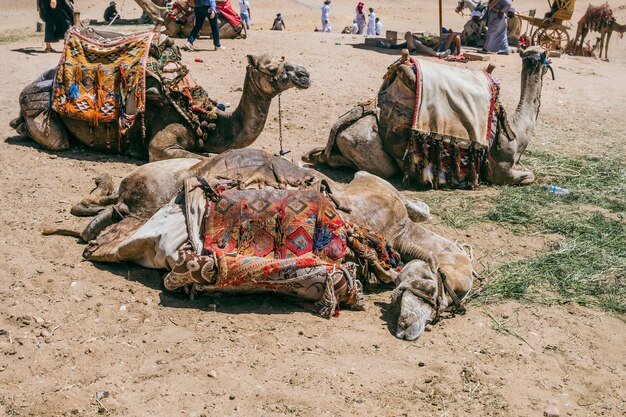 Photo des chameaux attendent près des pyramides de gizeh