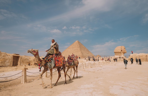 Chameaux dans le désert du Caire