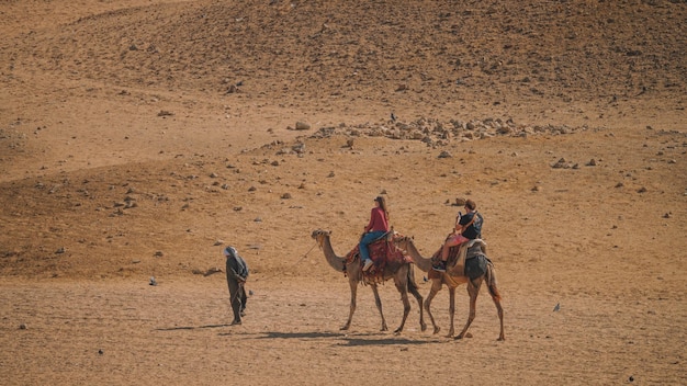 Chameaux dans le désert du Caire