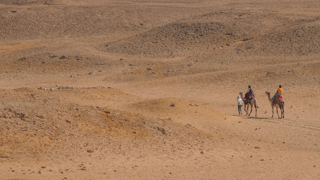 Chameaux dans le désert du Caire