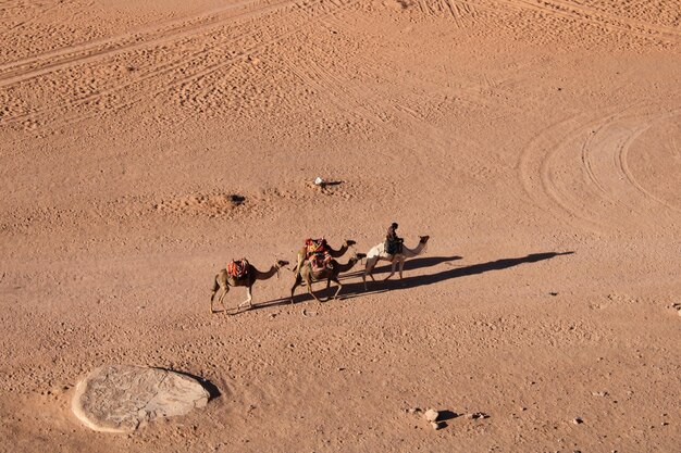 Photo chameaux dans le wadi rum