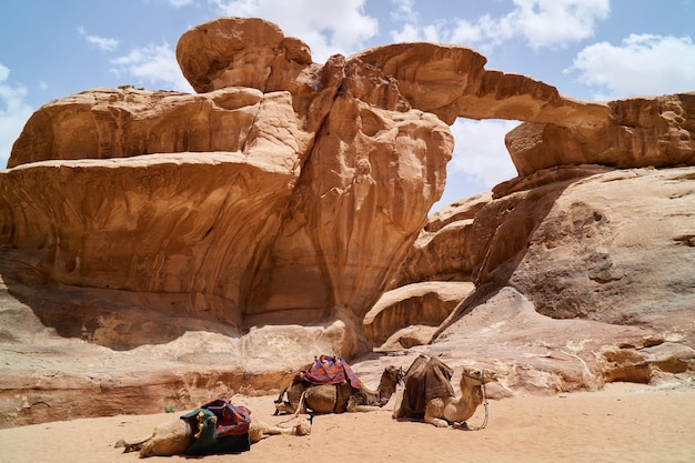 Chameaux décorés de manteaux de selle colorés se reposant près de Little Rock Bridge Wadi Rum Jordanie Voyage d'aventure en plein air