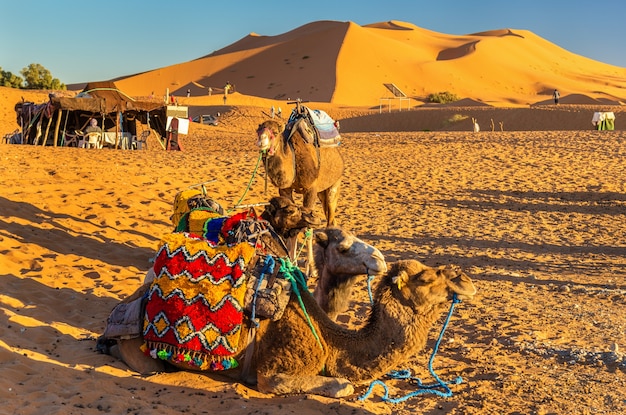 Photo chameaux dromadaires au repos dans les dunes de l'erg chebbi du désert du sahara. merzouga, maroc