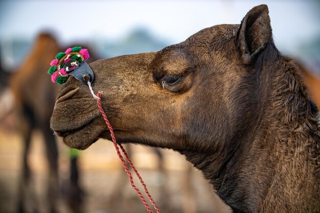 Des chameaux à la foire de Pushkar également appelée la foire aux chameaux de Pushkar ou localement sous le nom de Kartik Mela est une foire annuelle du bétail de plusieurs jours et culturelle qui s'est tenue dans la ville de Pushkar Rajasthan Inde