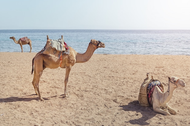 Les chameaux gisent sur le sable.