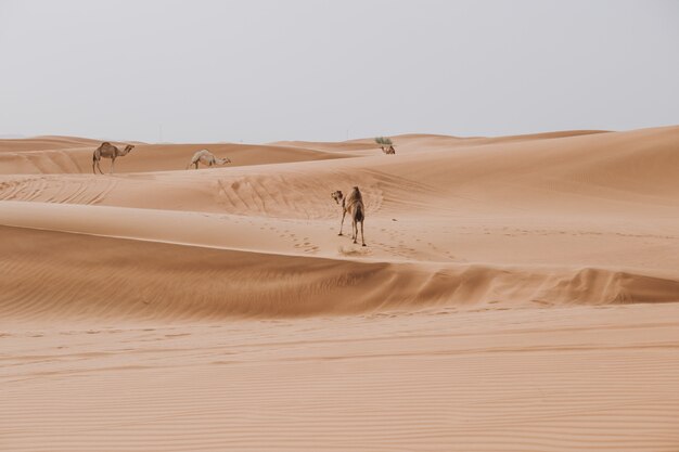 Chameaux marchant sur les dunes de sable