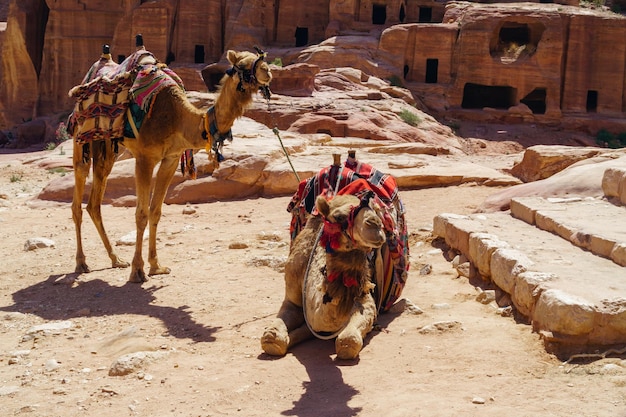 Chameaux à Petra Jordanie