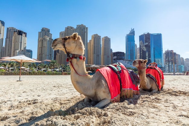 Photo chameaux sur la plage de jumeirah à dubaï avec des gratte-ciel de marina aux émirats arabes unis plage publique populaire jbr