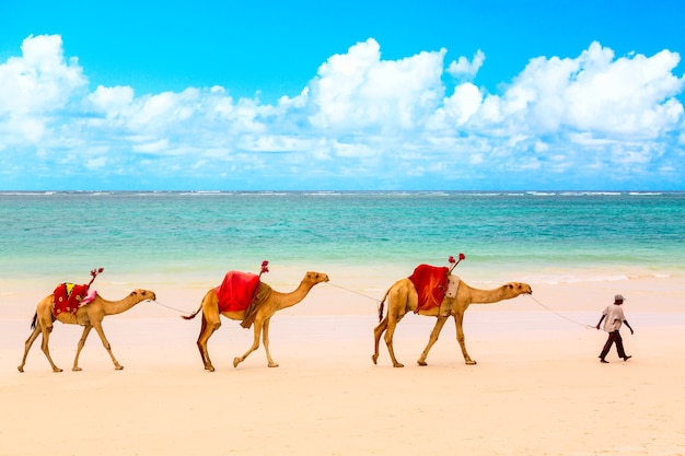 Photo des chameaux à la plage de sable africain diani au kenya