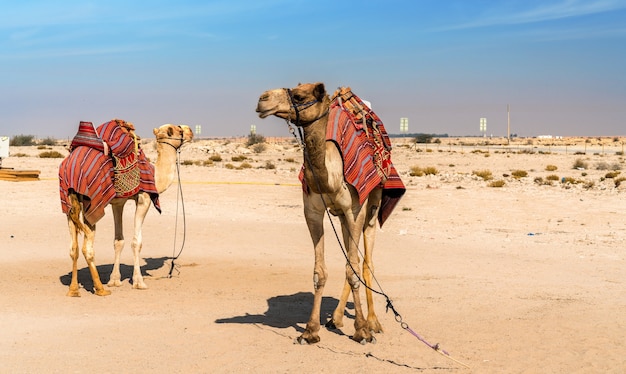 Chameaux près du fort historique Al Zubara au Qatar. Moyen-Orient