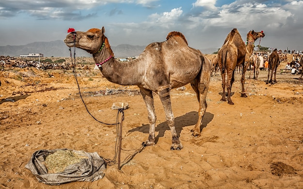 Chameaux à Pushkar Mela Camel Fair, Inde