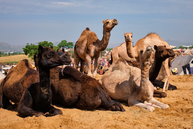 Chameaux à Pushkar Mela Pushkar Camel Fair, Inde