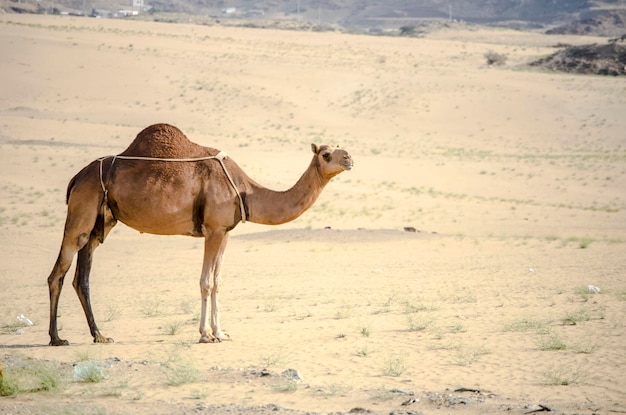 Photo les chameaux en saoudien