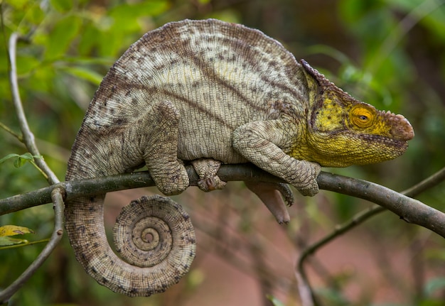 Chameleon Est Assis Sur Une Branche. Madagascar.