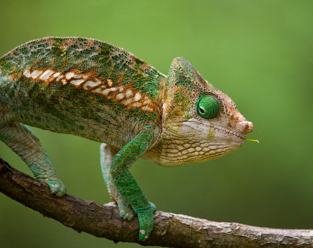 Chameleon est assis sur une branche. Madagascar.