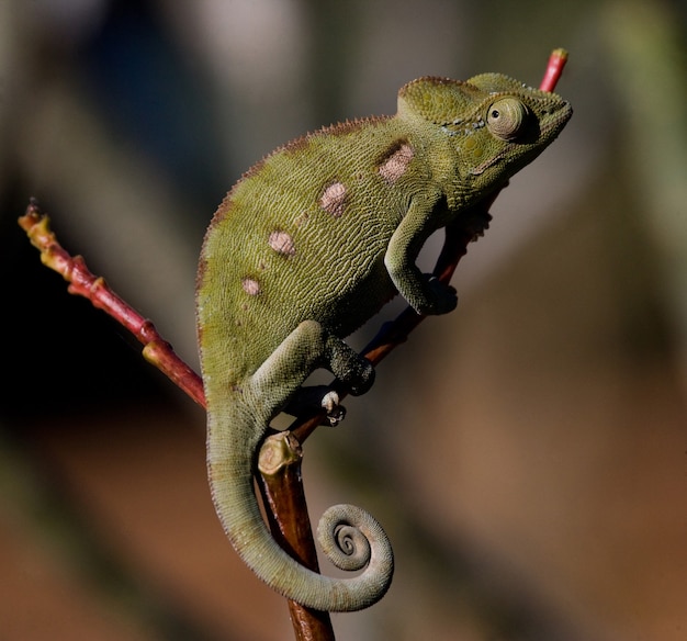 Chameleon est assis sur une branche. Madagascar.