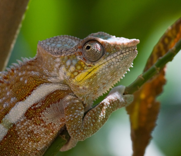 Chameleon est assis sur une branche. Madagascar.