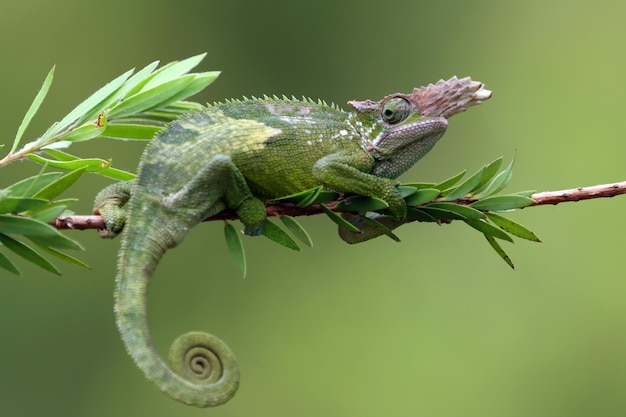 Chameleon fischer gros plan sur arbre cameleon fischer marchant sur des brindilles