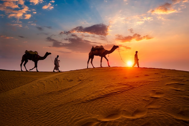 Les chameliers indiens (chamelier) bédouin avec des silhouettes de chameaux dans les dunes de sable du désert de Thar au coucher du soleil.