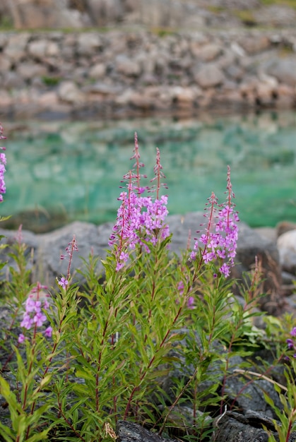 Chamerion en fleurs sur le fond de l'eau turquoise, Norvège