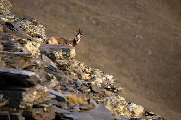 Photo chamois dans la faune des montagnes des pyrennes en europe