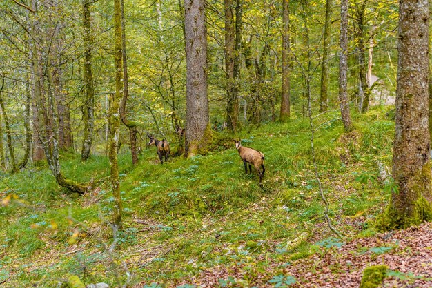 Chamois dans la forêt près de Koenigssee Konigsee Parc National de Berchtesgaden Bavière Allemagne